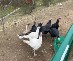 Turkeys heritage breed organic thanksgiving day turkey